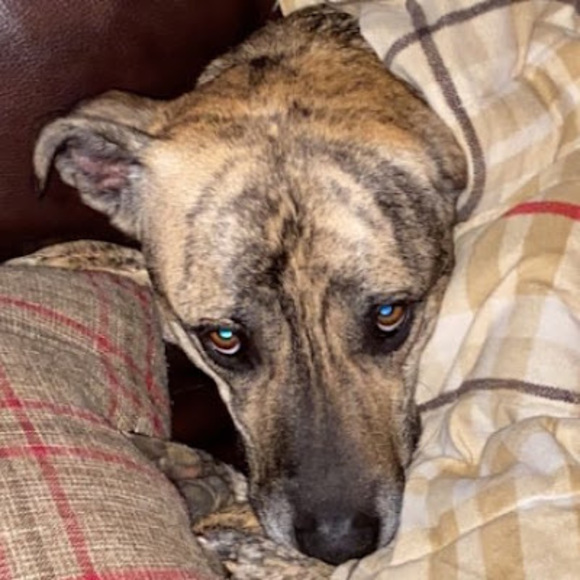 Meet your Posher, Max - Picture 1 of 1